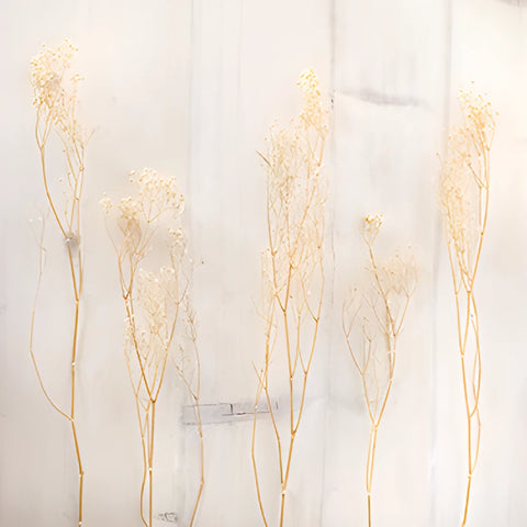 Natural Dried Baby's Breath Flower
