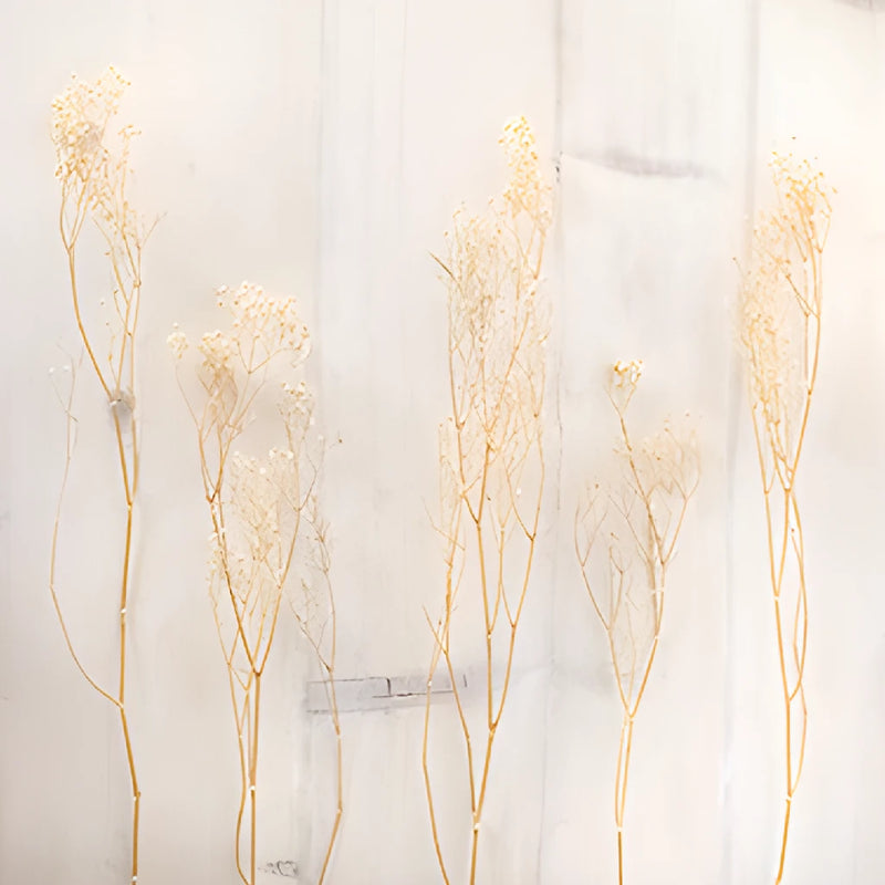 Natural Dried Baby's Breath Flower