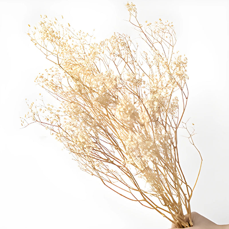 Natural Dried Baby's Breath Flower