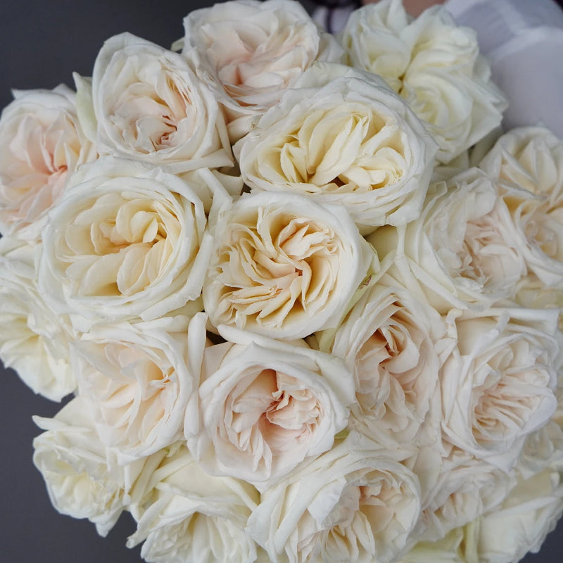 White Ohara Garden Rose Hand - Image