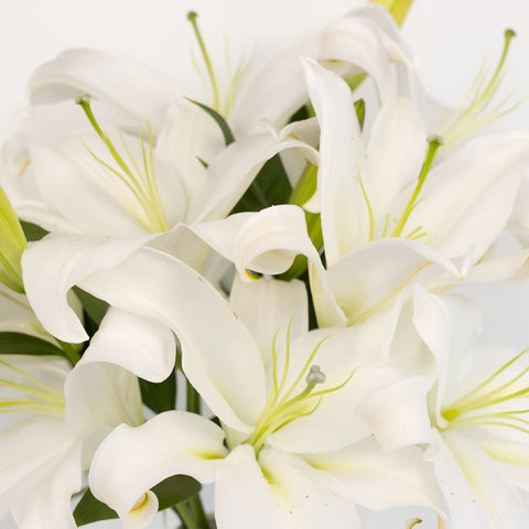 White Oriental Lilies Close Up - Image