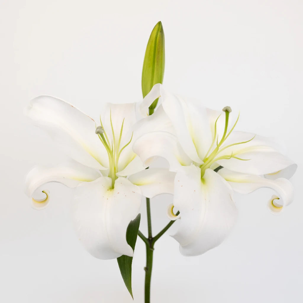 flowers white lily Buy Wholesale White Oriental Lilies in Bulk