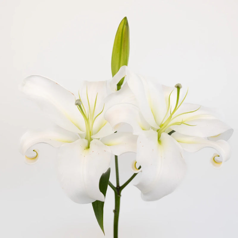 dried white lilies Buy Wholesale White Oriental Lilies in Bulk