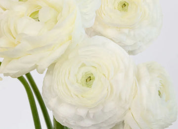 White Ranunculus Fresh Cut Flower Other - Image