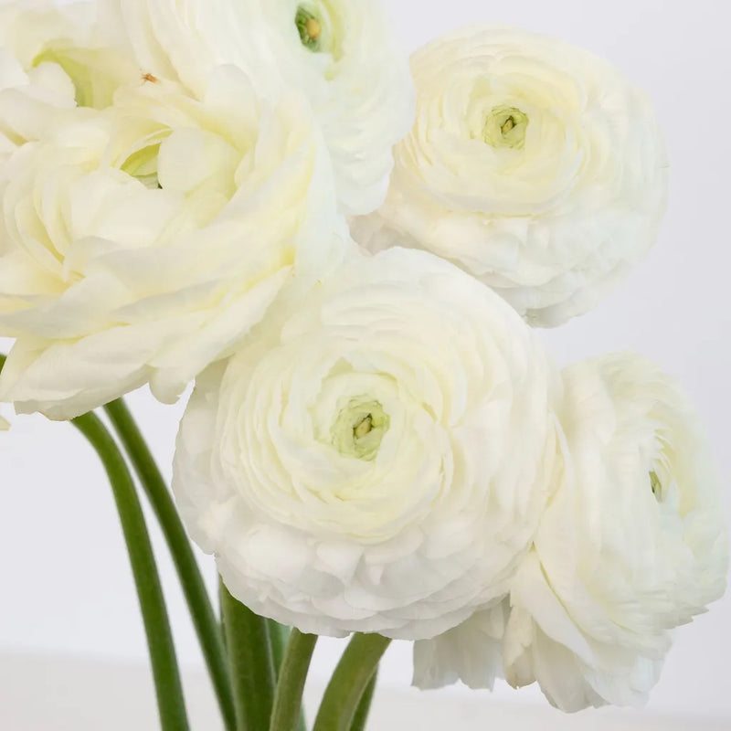 White Ranunculus Fresh Cut Flower Other - Image