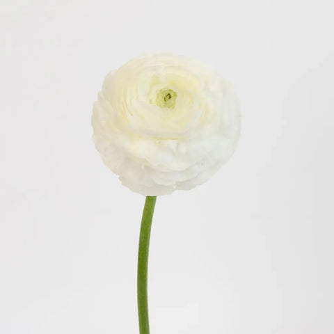 White Ranunculus Fresh Cut Flower Stem - Image