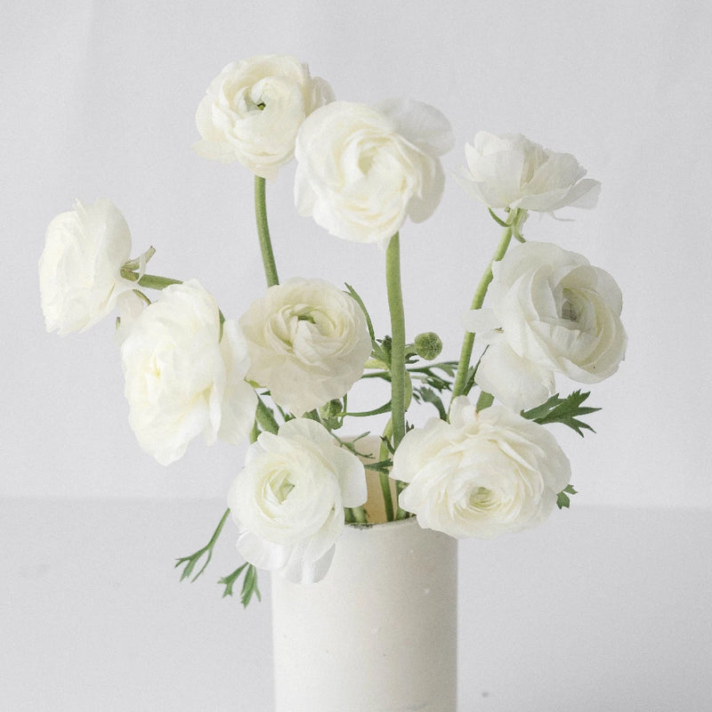 White Ranunculus Fresh Cut Flower Vase - Image