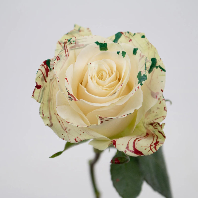 White Red Green Rose Flower Stem