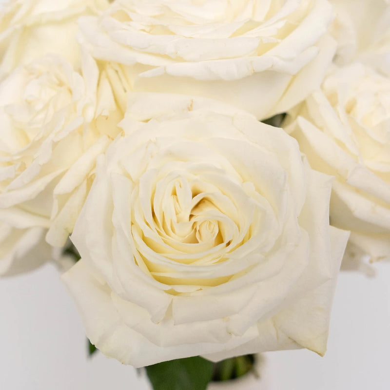 White Rose Valentines Day Special Close Up - Image