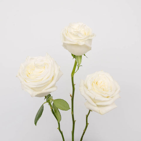 White Rose Valentines Day Special Stem - Image