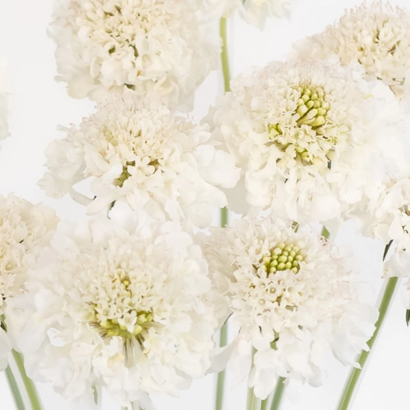 White Scabiosa Flower Close Up - Image