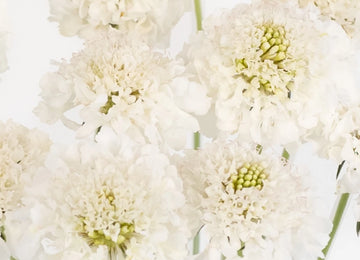 White Scabiosa Flower Close Up - Image