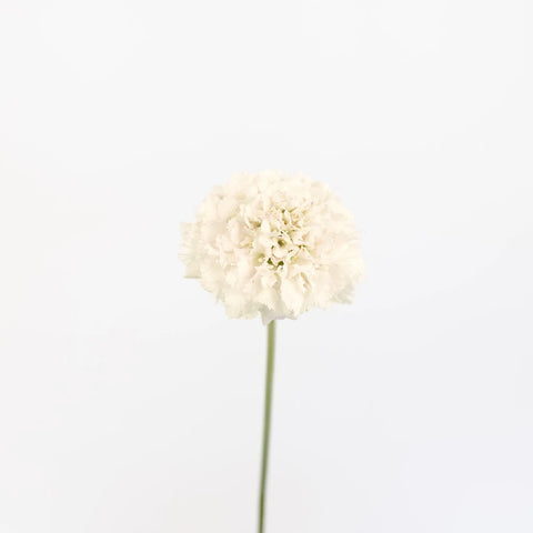 White Scabiosa Flower Stem - Image