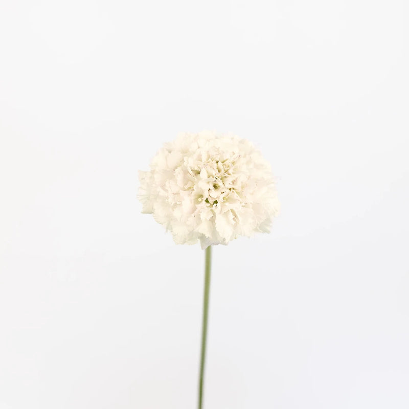 White Scabiosa Flower Stem - Image