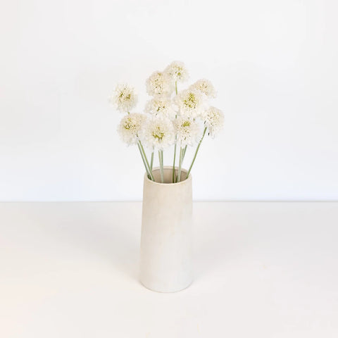 White Scabiosa Flower Vase - Image
