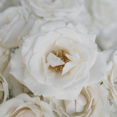 White Spray Roses In Bulk Close Up - Image