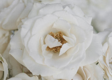 White Spray Roses In Bulk Close Up - Image