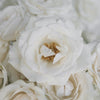 White Spray Roses in Bulk