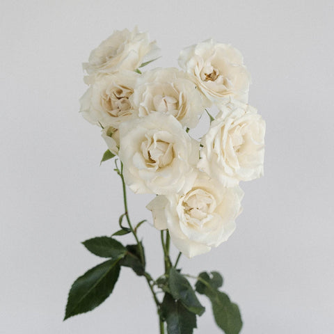 White Spray Roses In Bulk Stem - Image