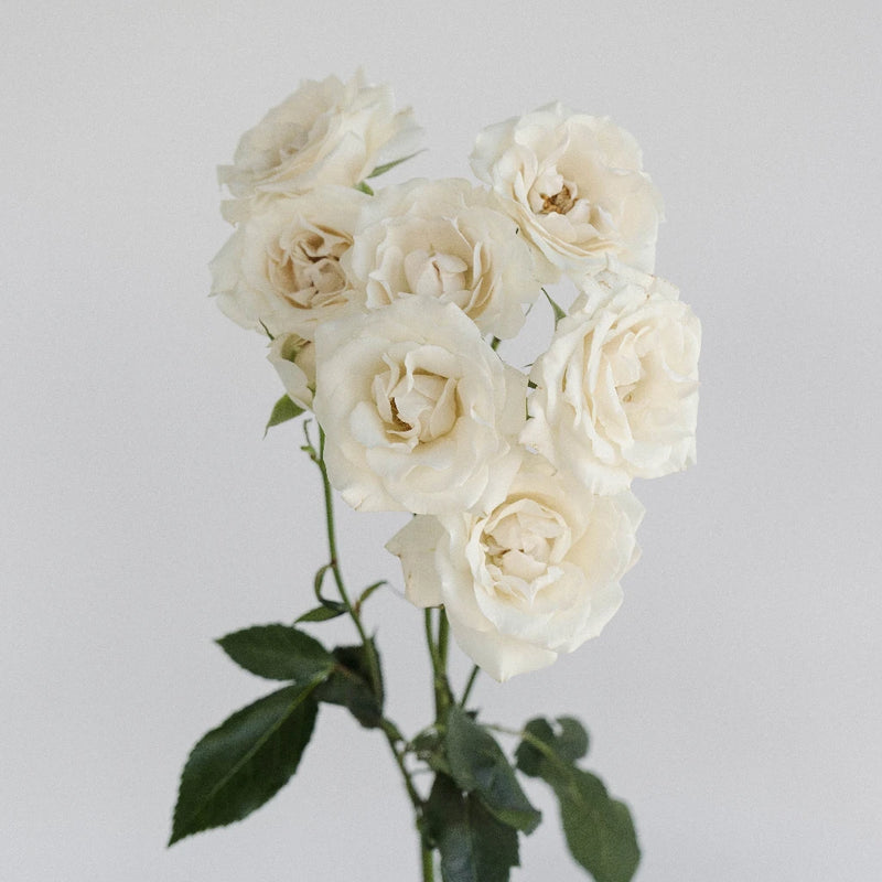 White Spray Roses In Bulk Stem - Image