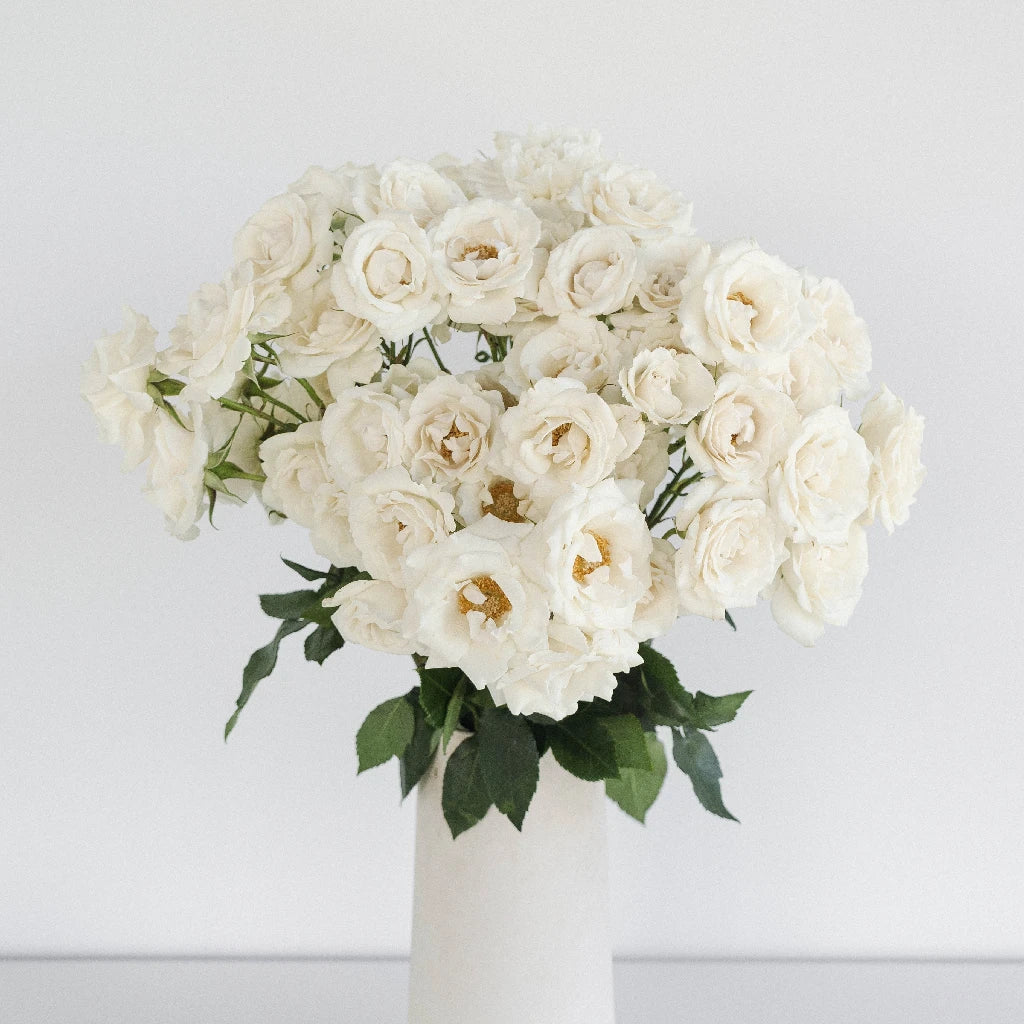 Buy Wholesale White Spray Roses In Bulk In Bulk - FiftyFlowers