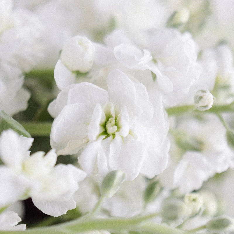 White Spray Stock Flower Close Up - Image