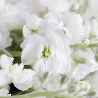 White Spray Stock Flower Close Up - Image