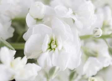 White Spray Stock Flower Close Up - Image