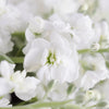 White Spray Stock Flower