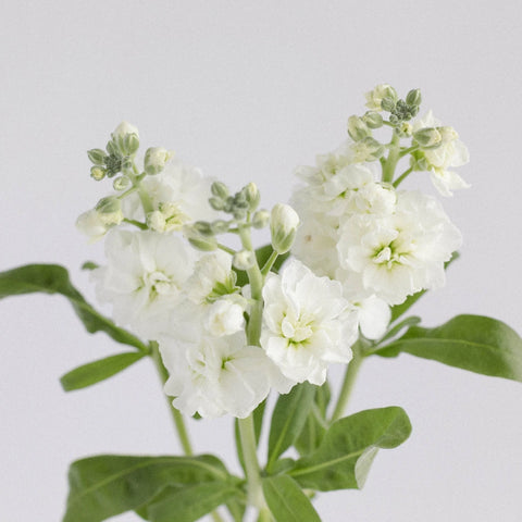 White Spray Stock Flower Stem - Image