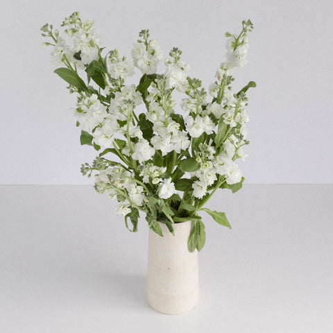 White Spray Stock Flower Vase - Image