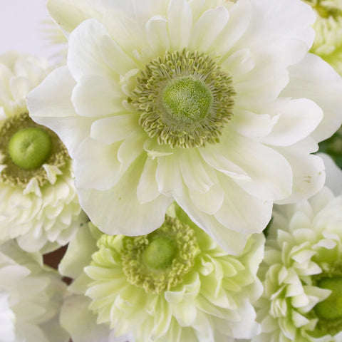 White Star Anemone Flower Up Close