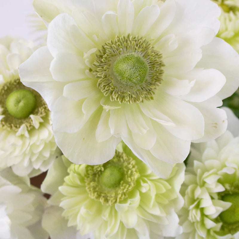 White Star Anemone Flower Up Close