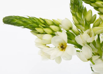 White Star Of Bethlehem Flowers Close Up - Image