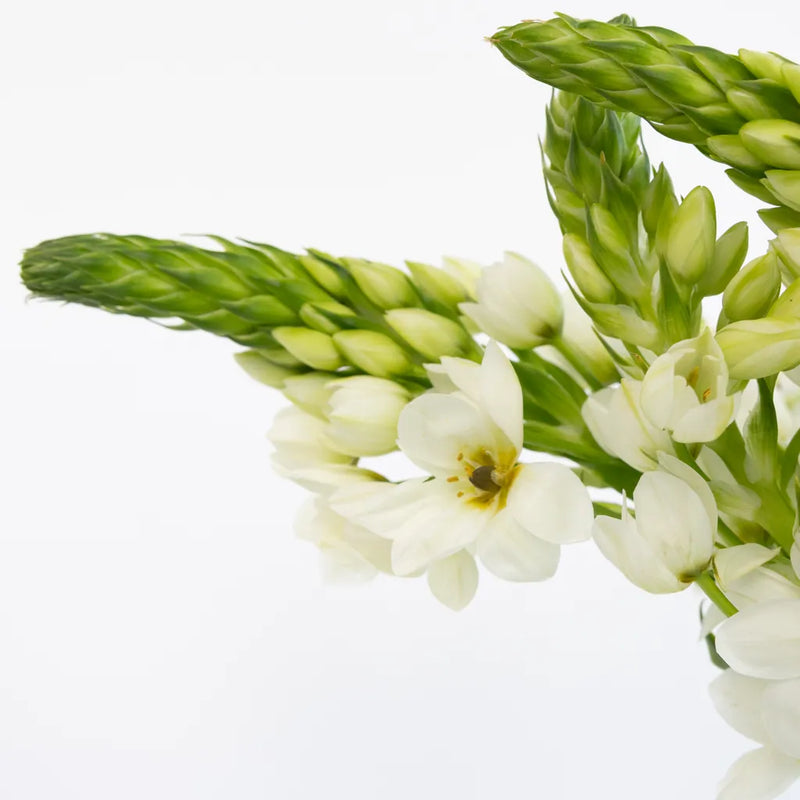 White Star Of Bethlehem Flowers Close Up - Image