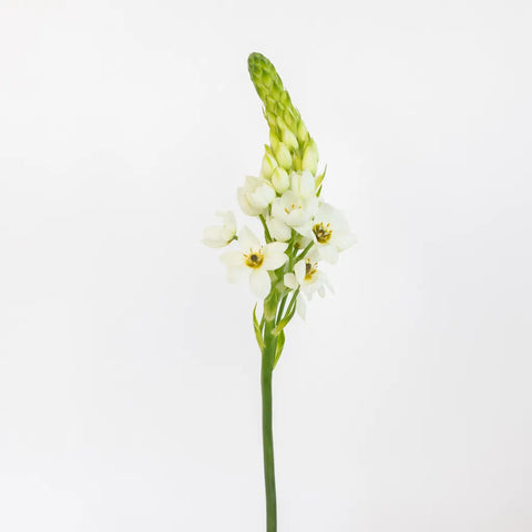 star of bethlehem flower seeds Buy Wholesale White Star of Bethlehem Flowers in Bulk