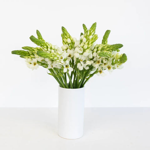 bethlehem lily flower Buy Wholesale White Star of Bethlehem Flowers in Bulk