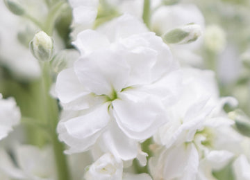 White Stock Flower Close Up - Image