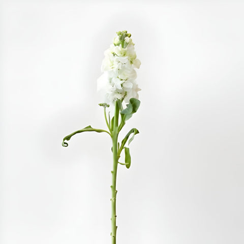 White Stock Flower Stem - Image