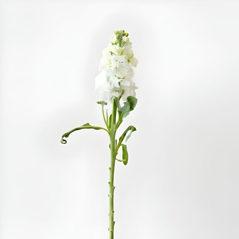 White Stock Flower Stem - Image