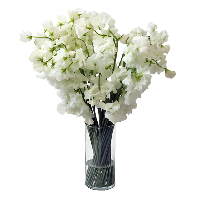 White Designer Japanese Sweet Pea Flowers