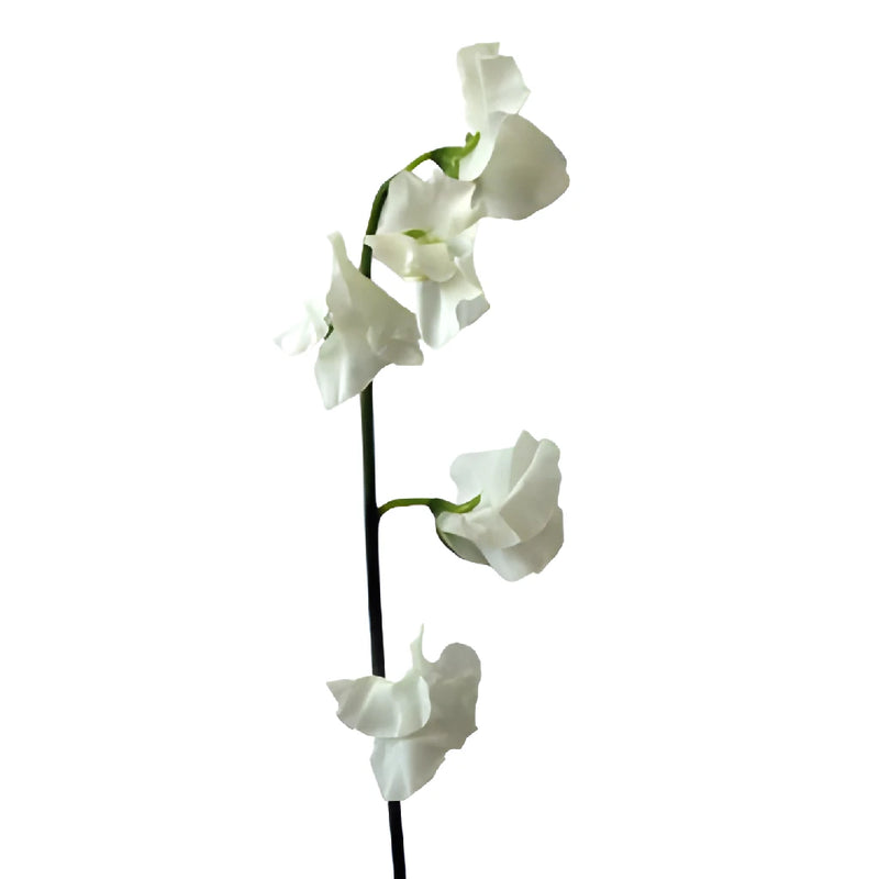 White Designer Japanese Sweet Pea Flowers