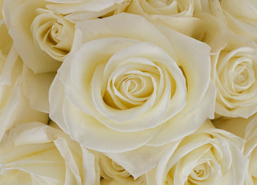 White Tibet Rose Close Up - Image