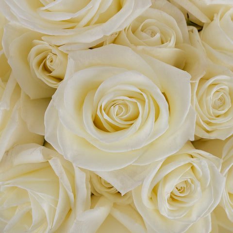 White Tibet Rose Close Up - Image
