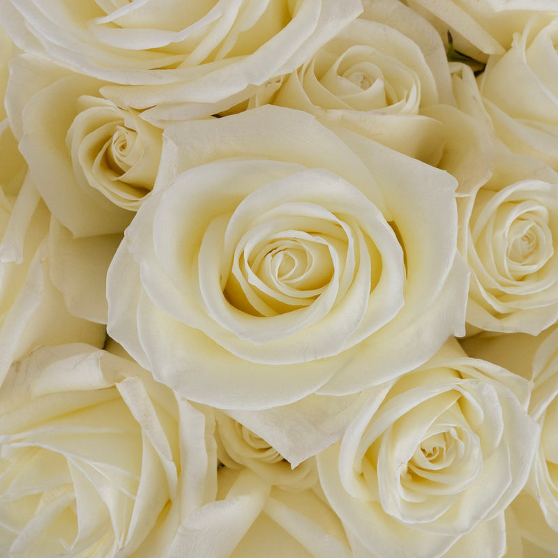 White Tibet Rose Close Up - Image