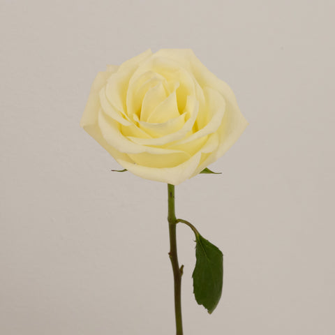 White Tibet Rose Stem - Image