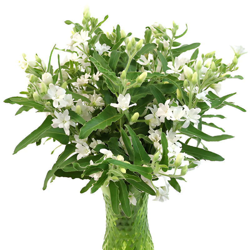 Tweedia Flower White