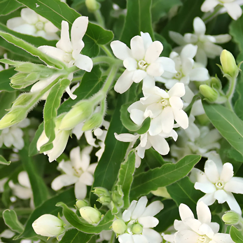 Tweedia Flower White