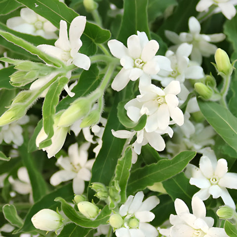 Tweedia Flower White