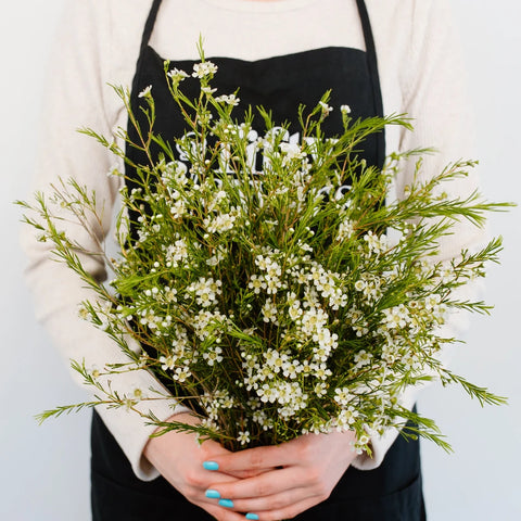 White Wax Flower May 16th To November 30th Delivery Apron - Image